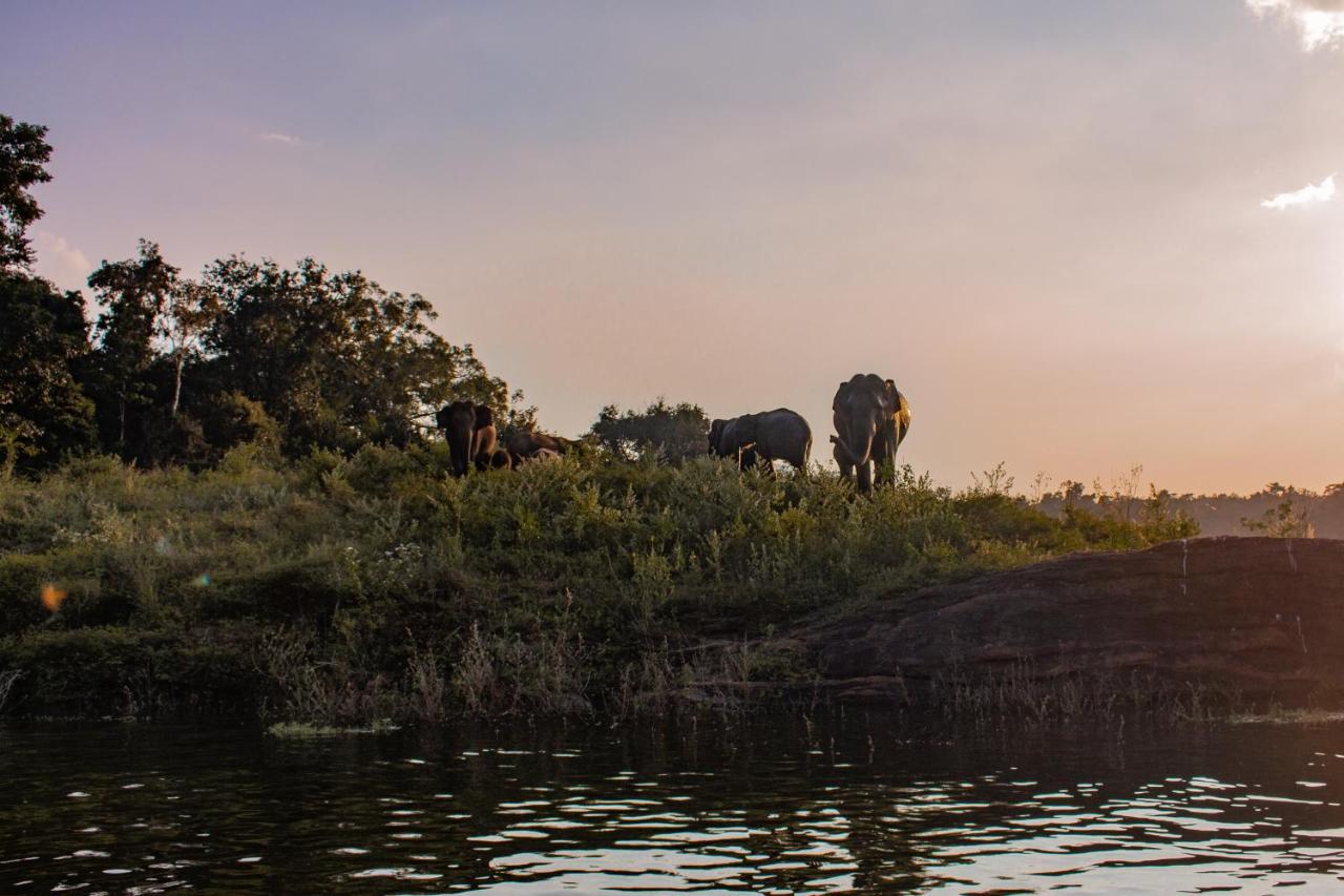 Wild Glamping Gal Oya - Thema Collection Hotel Galgamuwa  Bagian luar foto